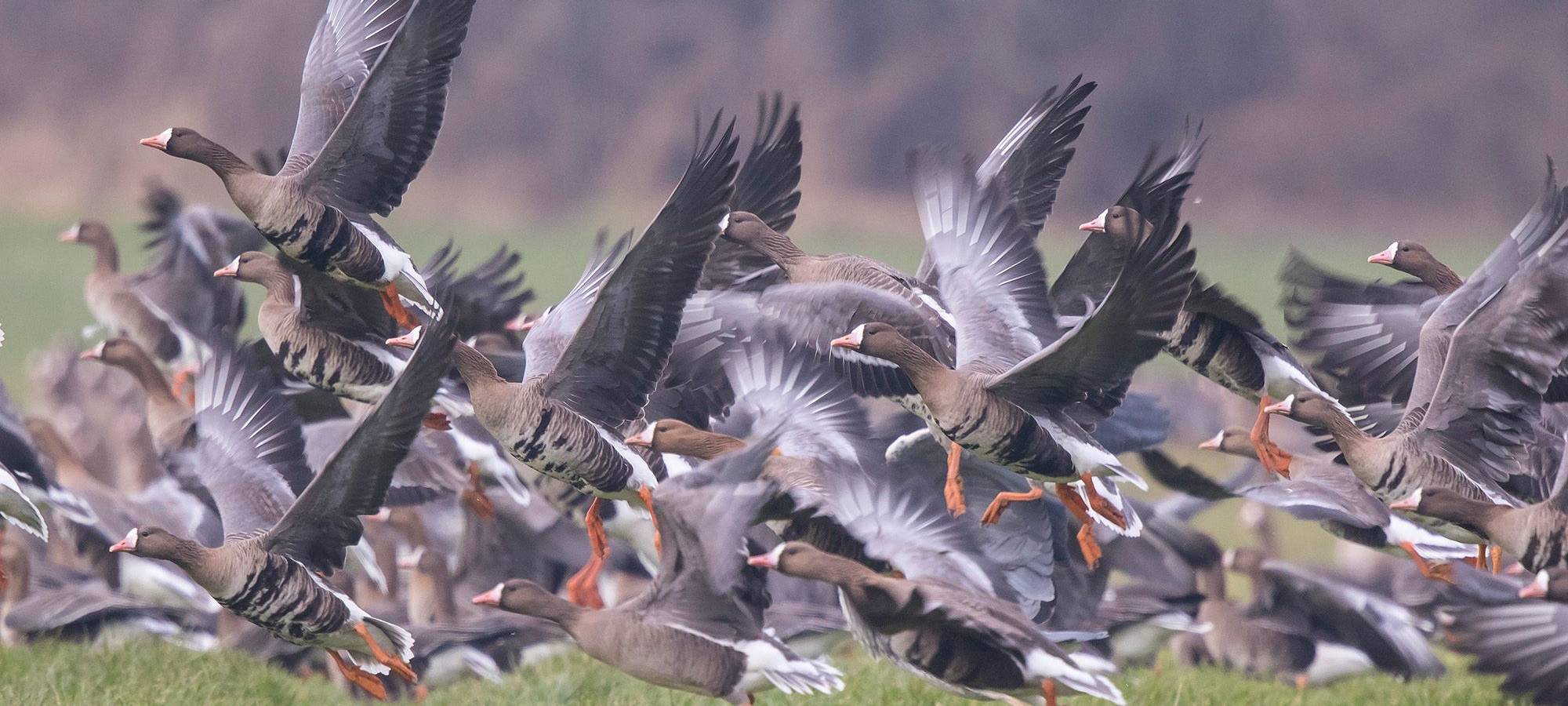 In Wesel gibt es Gänseexkursionen mit der "Keer Tröch"