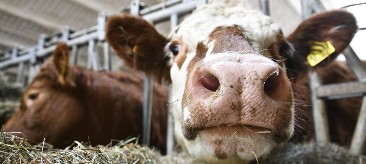 Blauzungenkrankheit im Kreis Wesel auf dem Vormarsch