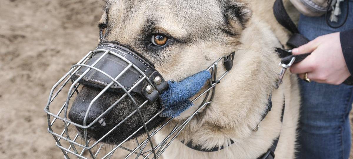 Kangal-Angriff auf einen Hund in Moers sorgt für Aufsehen