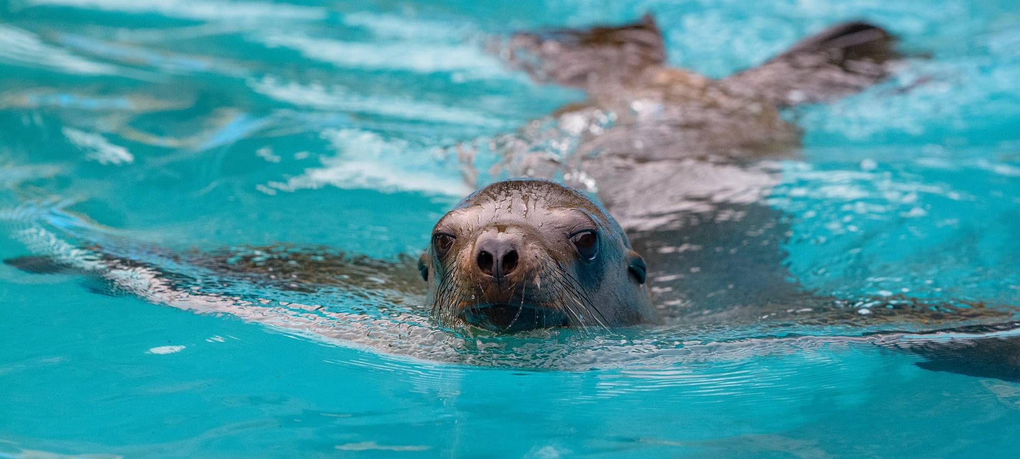 Spatenstich für neue Seelöwen-Anlage im Duisburger Zoo