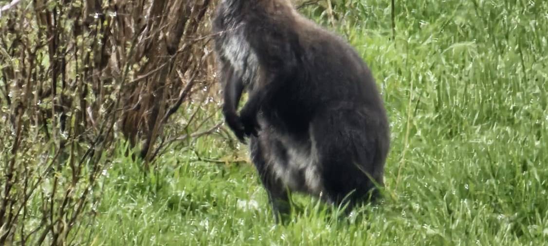 Entlaufenes Känguru hält Polizei bei Goch auf Trab