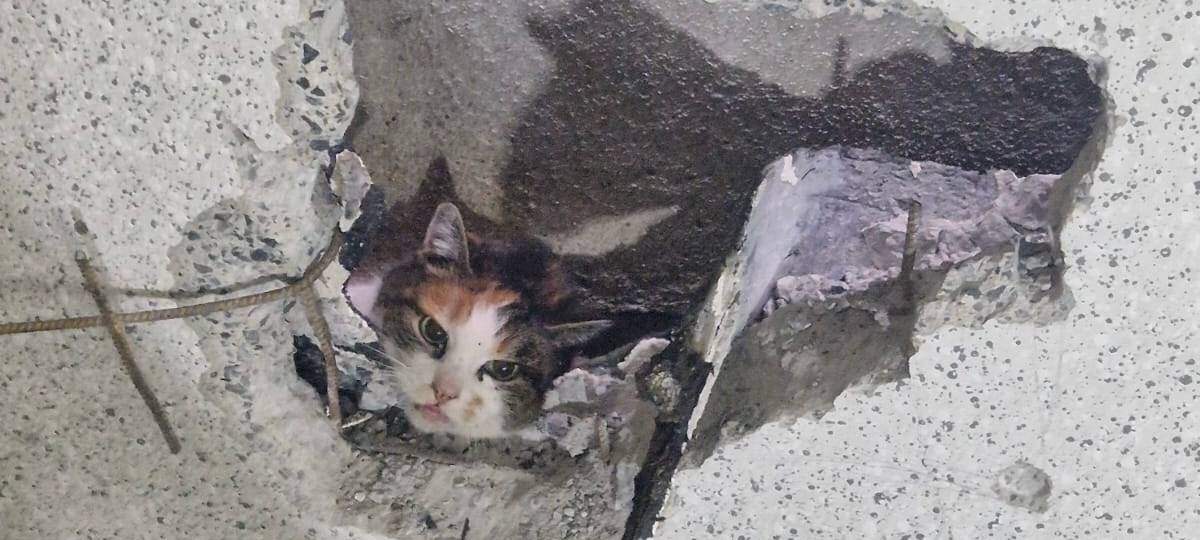 Moerser Feuerwehr befreite Katze aus einer Wandspalte