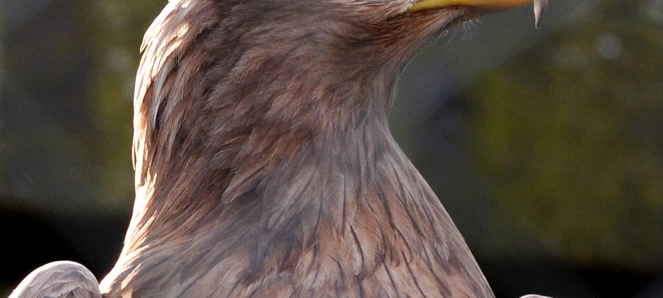 Neuer Seeadler sorgt für Nachwuchs-Hoffnung in Xanten