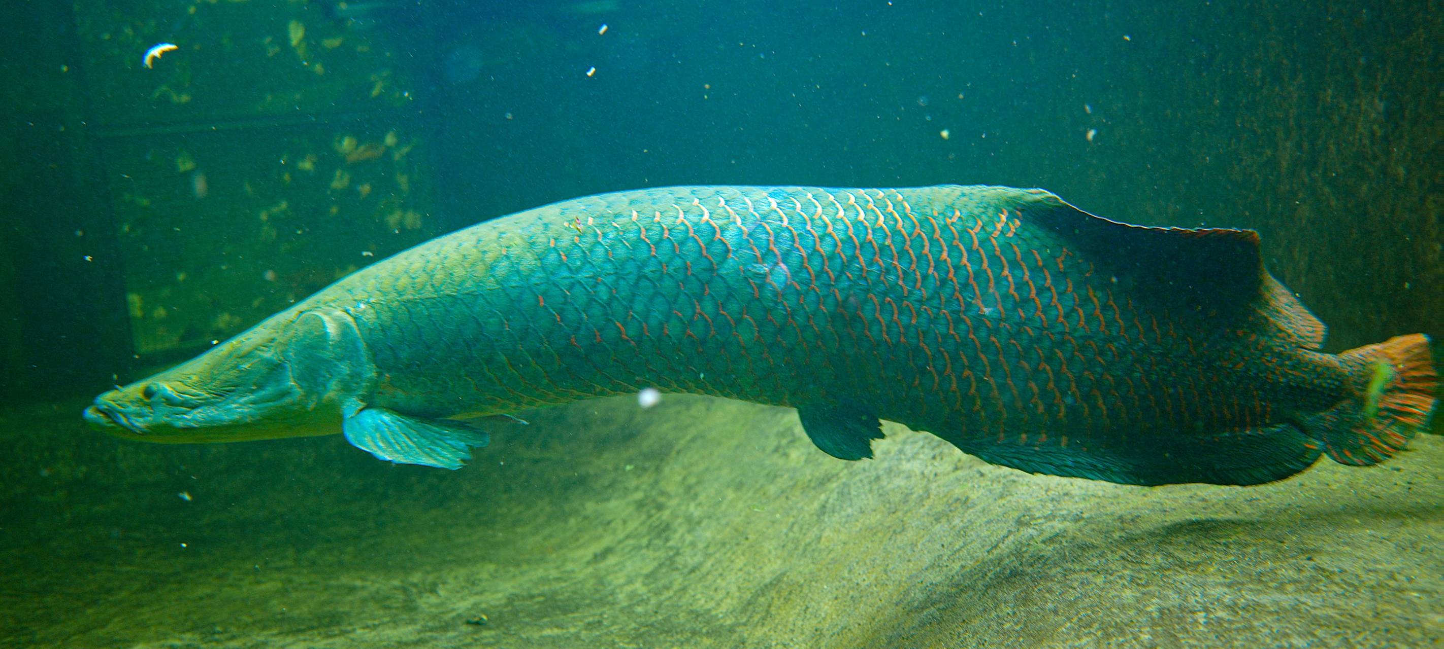 Im Duisburger Zoo sind 150 Kilo Riesenfische eingezogen