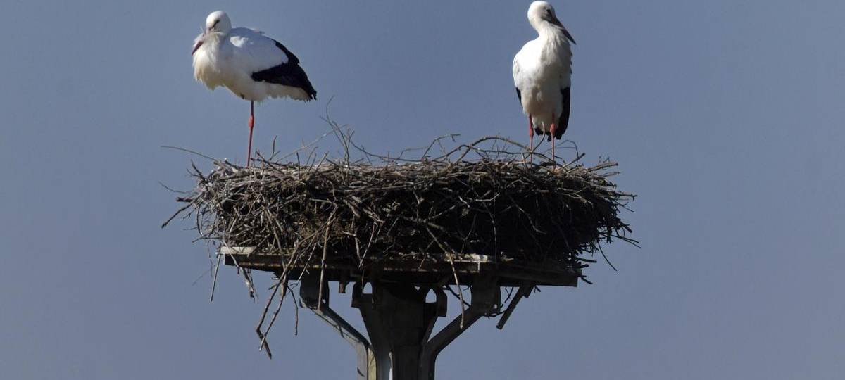 Webcam in Bislich zeigt wieder Störche