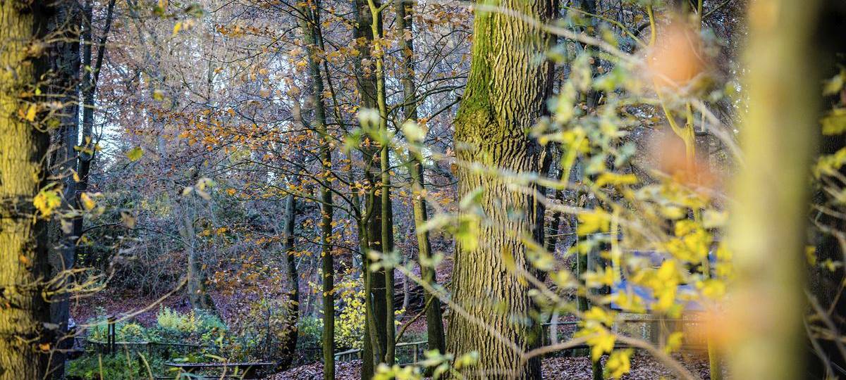 Der Reichswald im Kreis Kleve wird kein Nationalpark
