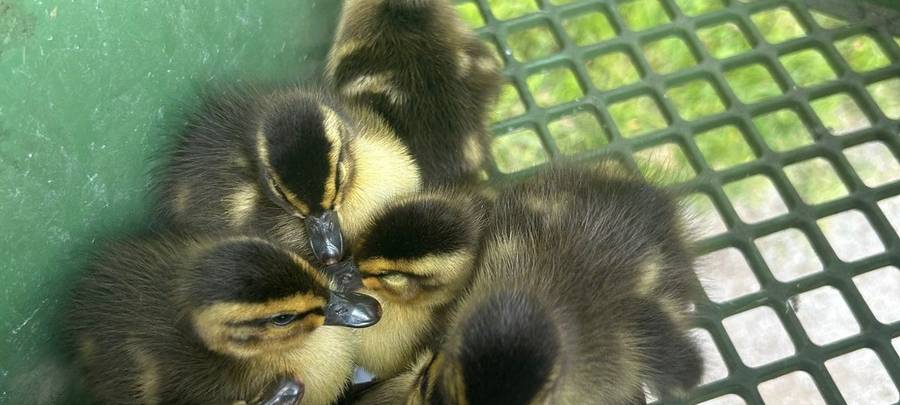 Feuerwehr Voerde rettet Entenküken nach Sturz in die Tiefe