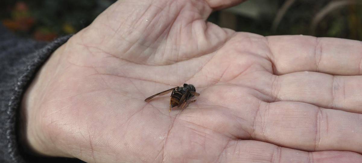 Asiatische Hornisse bedroht Insekten im Kreis Wesel