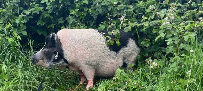 Feuerwehr musste Schwein auf A3 bei Oberhausen einfangen