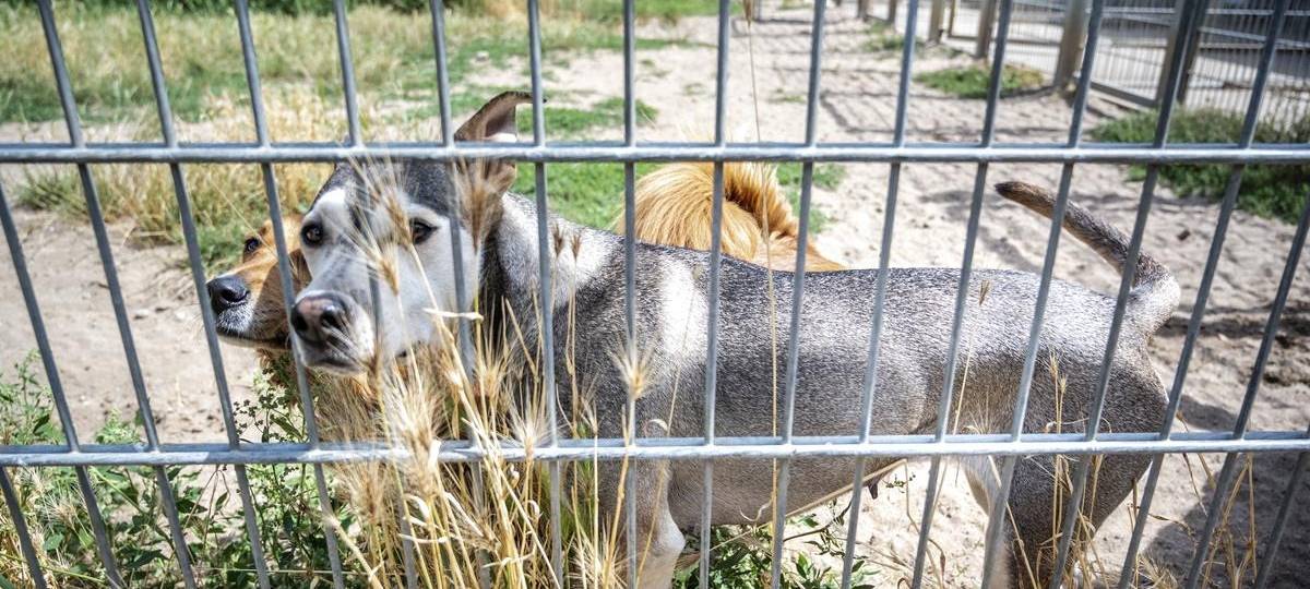 Emotionaler Appell der Tierherberge in Kamp-Lintfort