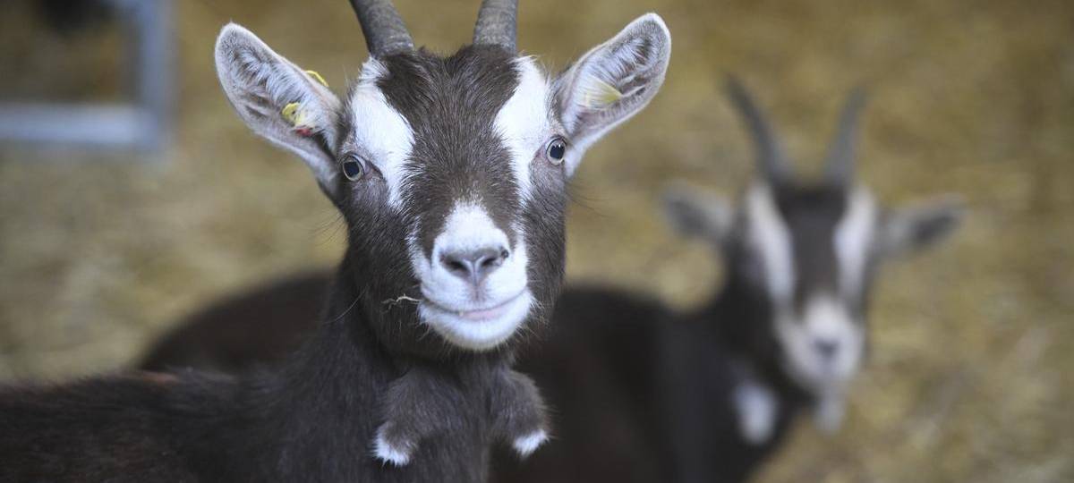 In Schermbeck ist der neue Archehof eröffnet worden
