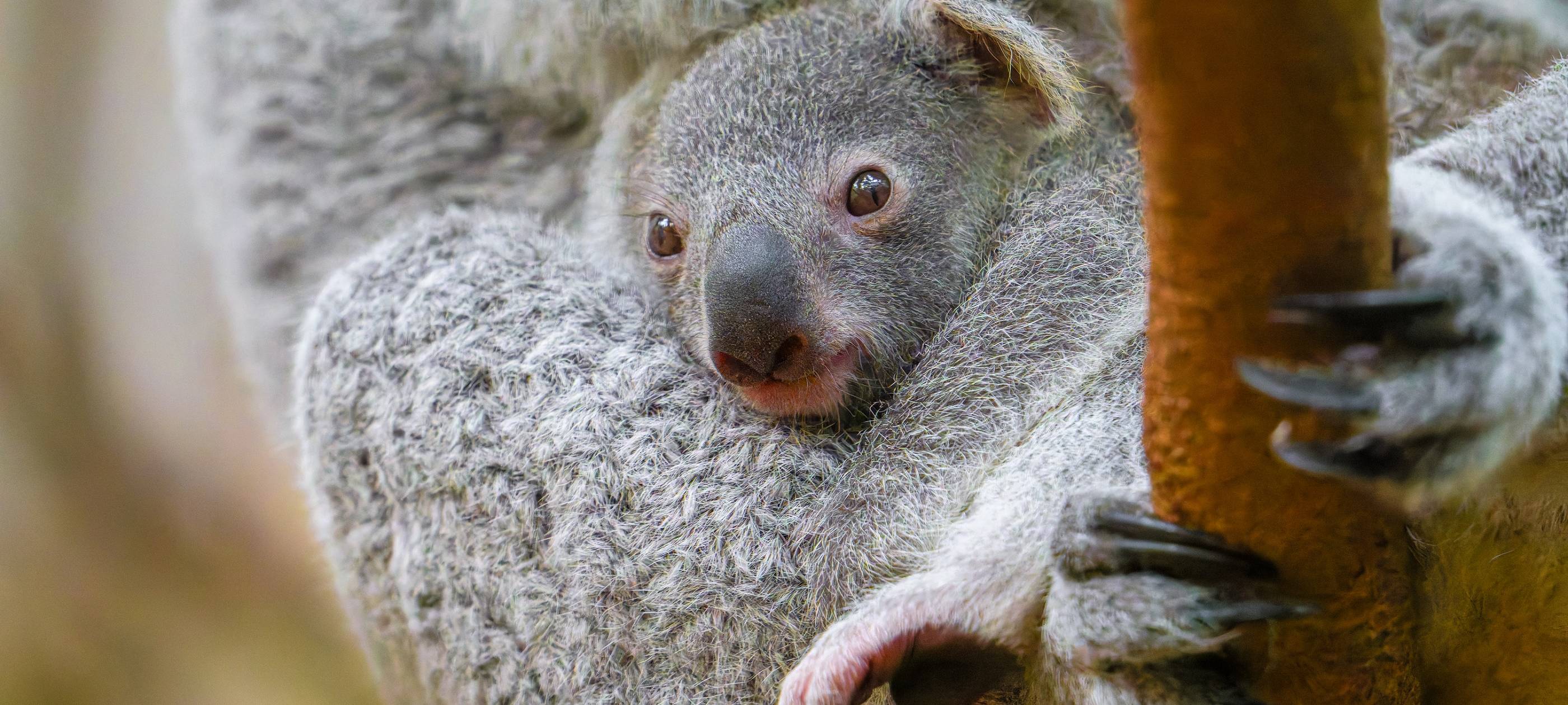 Koala-Zucht im Duisburger Zoo wird heute 30 Jahre alt