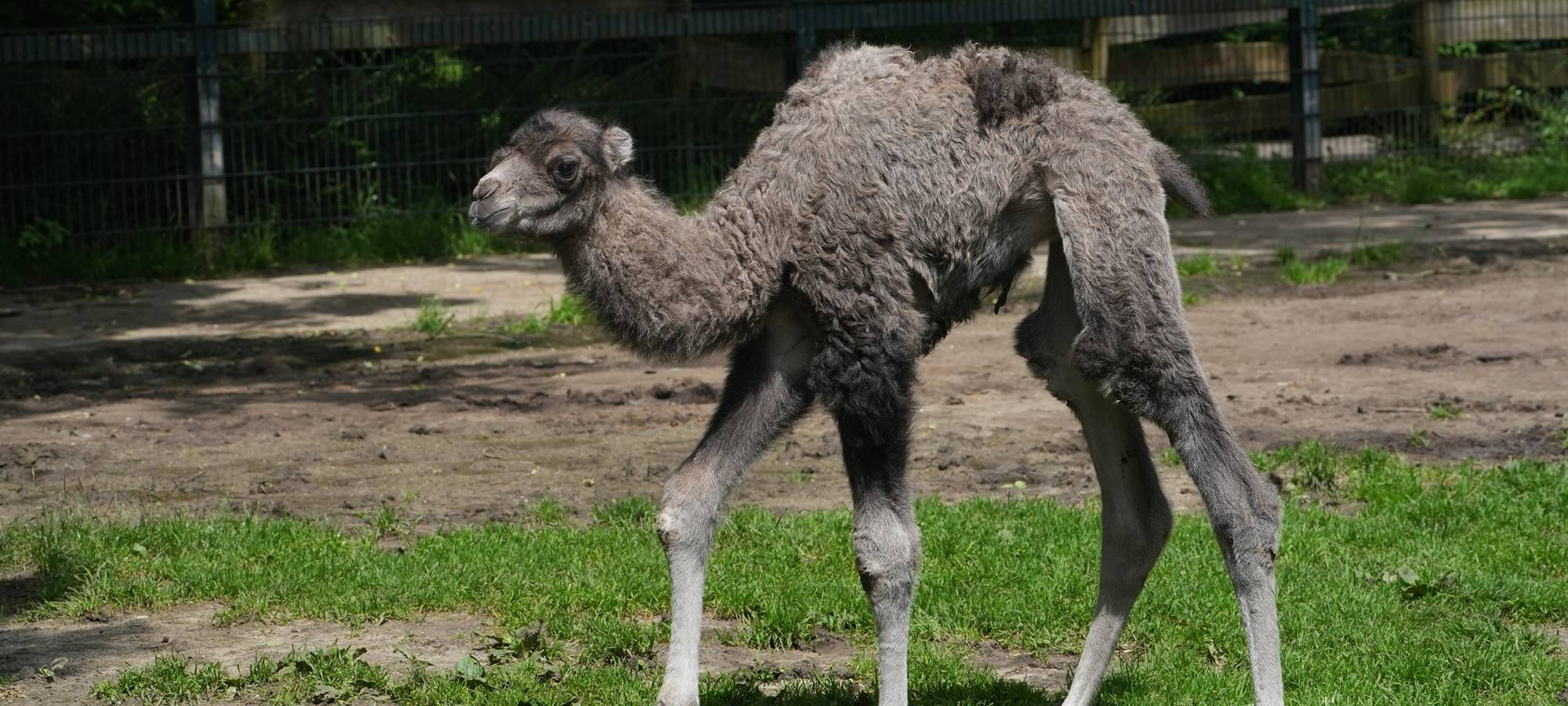 Trampeltier-Fohlen in Kleve geboren