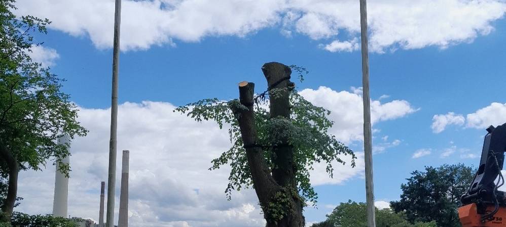 700 Jahre alter Baum in Götterswickerhamm verliert Krone