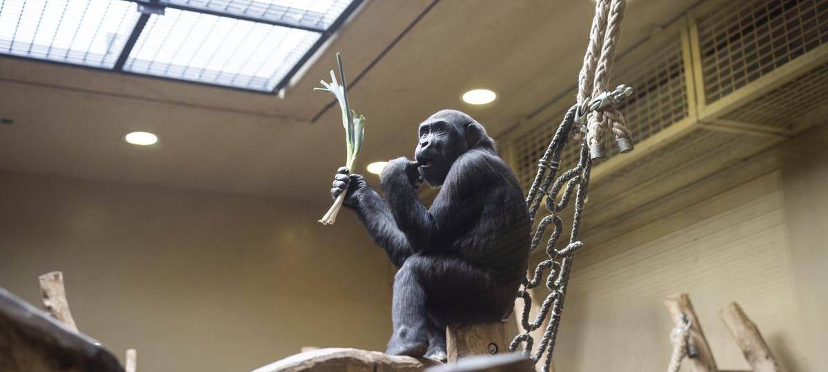 Richtfest für erstes Gebäude des Affenparks