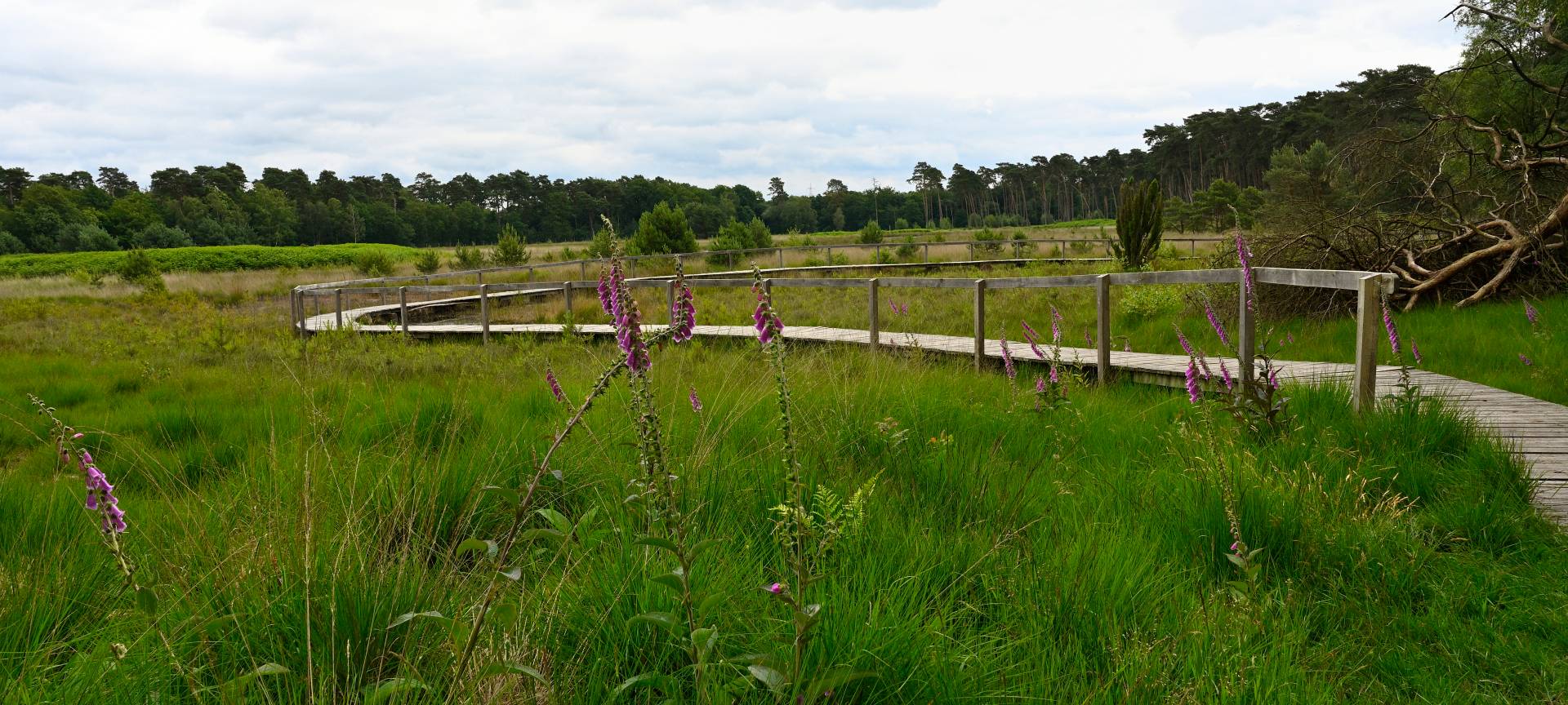 Diersfordter Wald unter schönsten Ausflugszielen in NRW