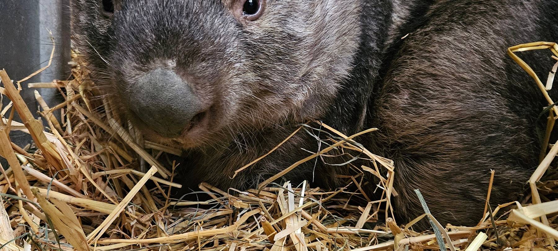 Neues Wombat-Weibchen für Duisburger Zoo