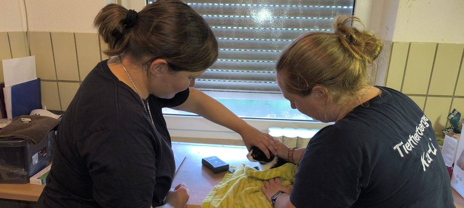 Tierherberge Kamp-Lintfort: Viele Katzen ausgesetzt