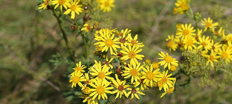 Kleve will Giftpflanzen mit KI bekämpfen