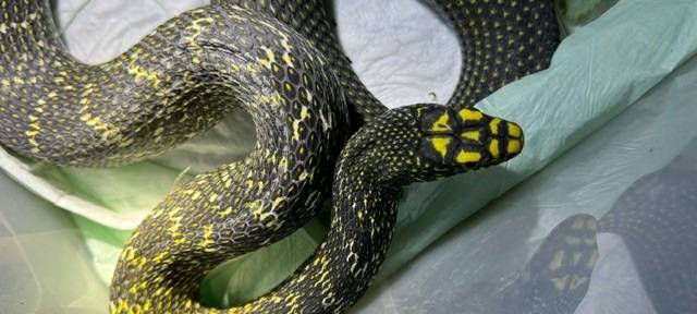 In Duisburg wurde eine große Schlange im Hinterhof entdeckt