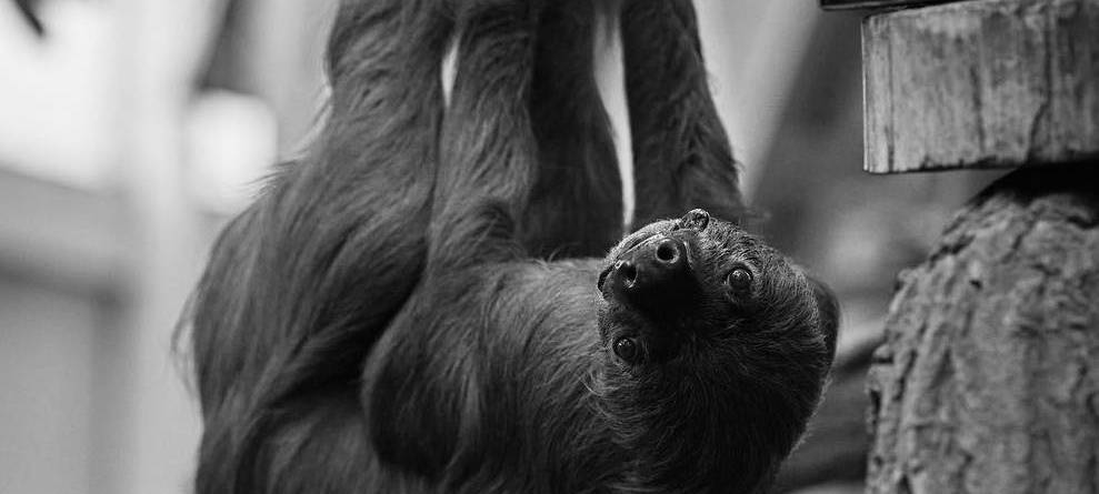 Faultier "Jan" aus dem Krefelder Zoo ist tot