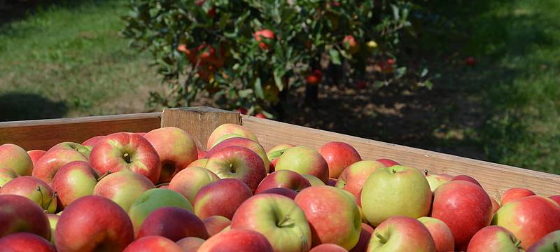 Rheinland: Apfelernte hat begonnen