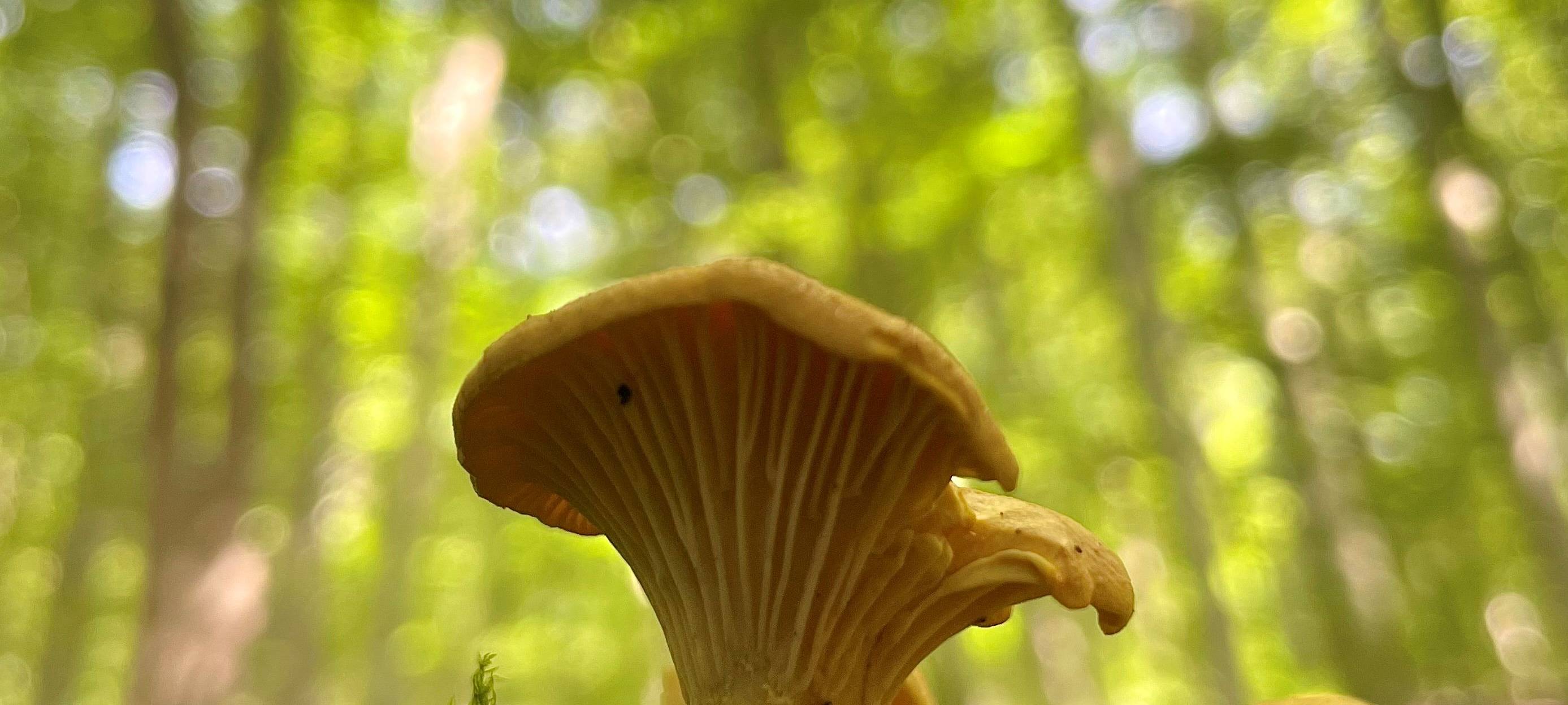 Kreis Wesel: Pilzsaison ist gestartet