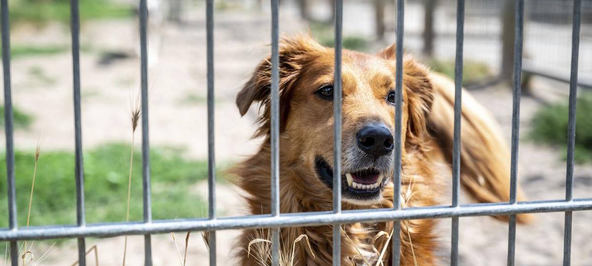 Fundtiere aus Moers bald nicht mehr in Kamp-Lintfort betreut