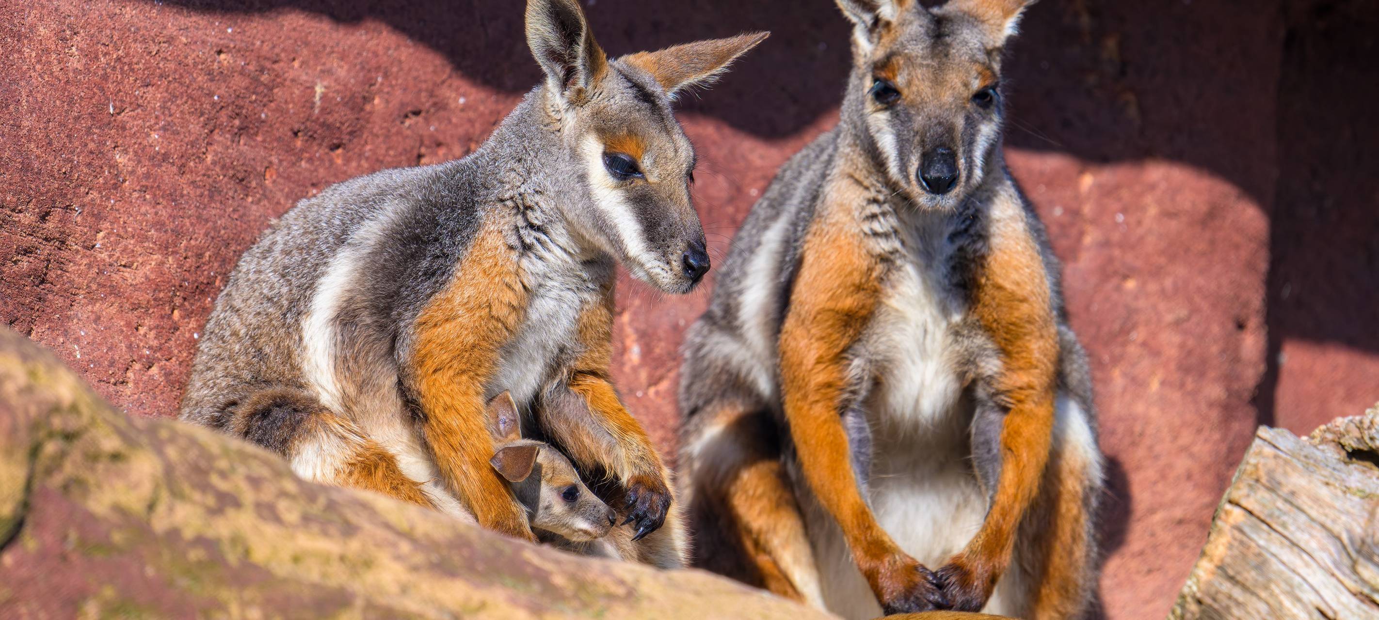 Felsenkänguru zeigt sich im Duisburger Zoo das erste Mal