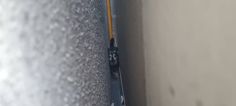 Feuerwehr Dinslaken rettet Hund