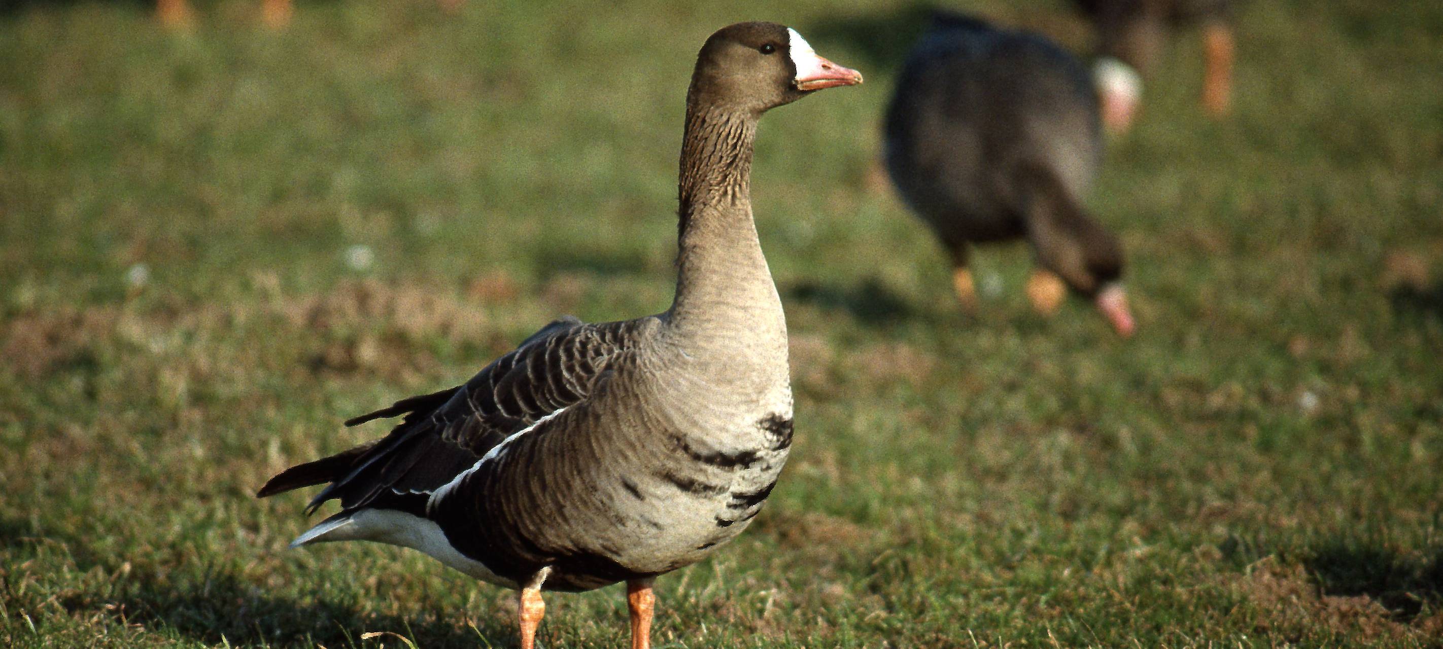 100.000 Wintergänse werden wieder im Kreis Wesel erwartet