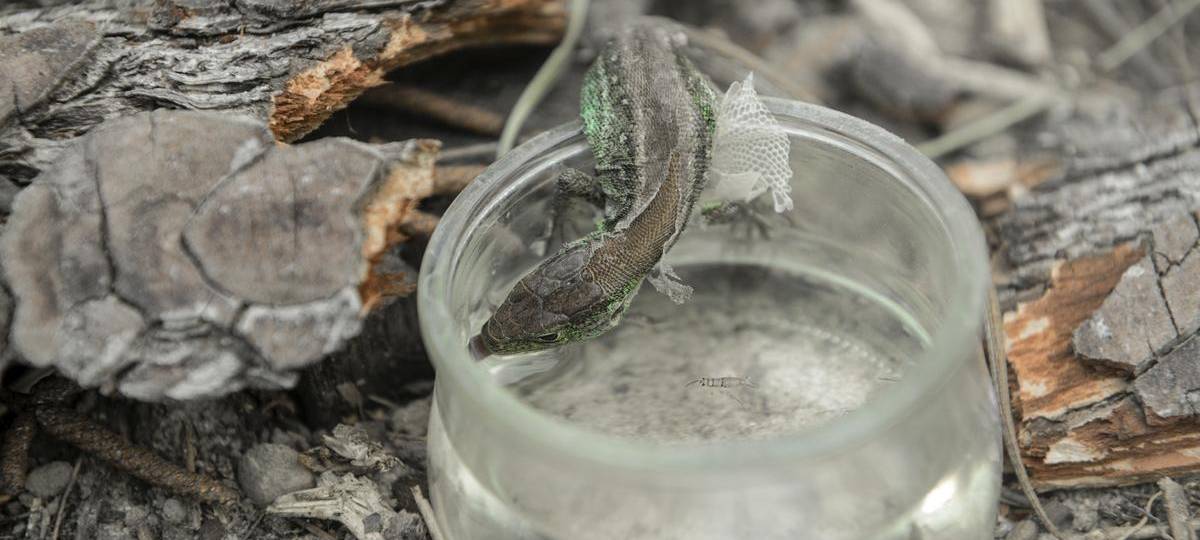 Neuer Lebensraum für Zauneidechsen in Schermbeck