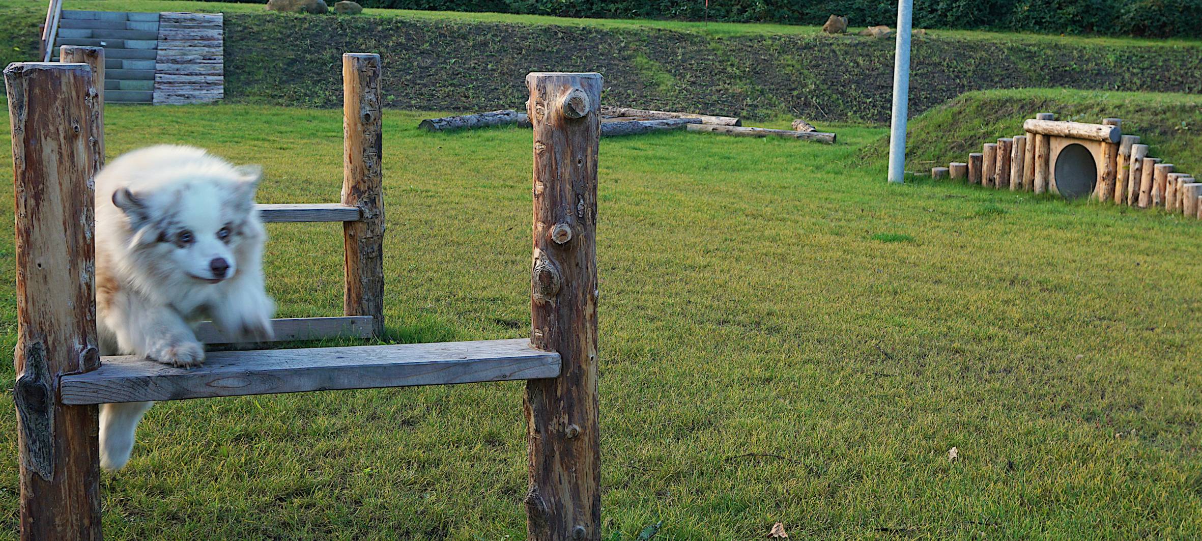 Neue Hundewiese in Dinslaken eröffnet