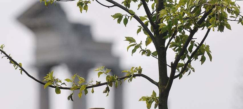 Platanen-Allee in Xanten ist „Allee des Jahres 2024“