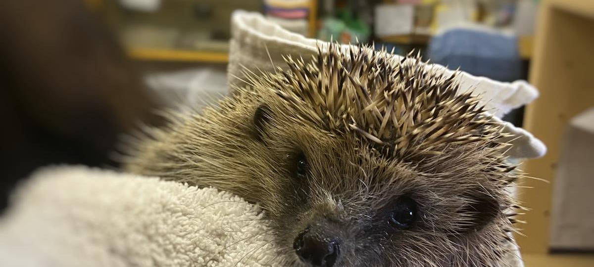 Igel-Population am Niederrhein geht von Jahr zu Jahr zurück