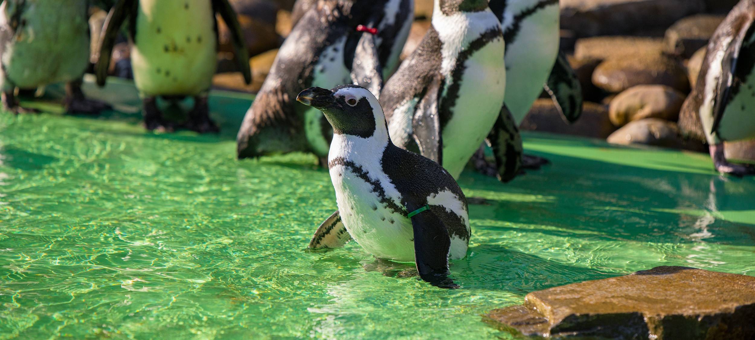 Zoo Duisburg: Brillenpinguine haben neues Zuhause