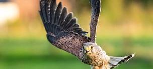 Naturschützer wilderten Turmfalken und Eulen in Hünxe aus