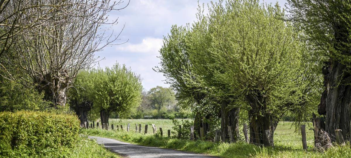 Landesförderung für Kopfweiden im Kreis Wesel fällt weg