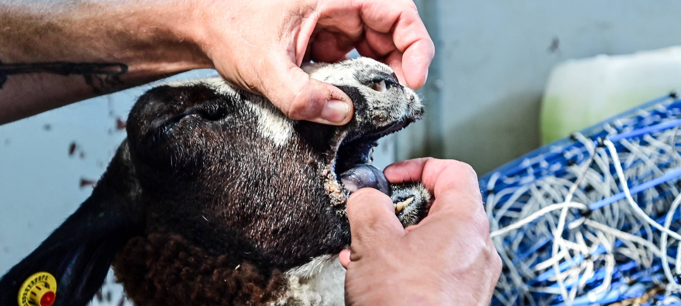 Kreis Wesel: Sorge vor Tierseuchen wächst