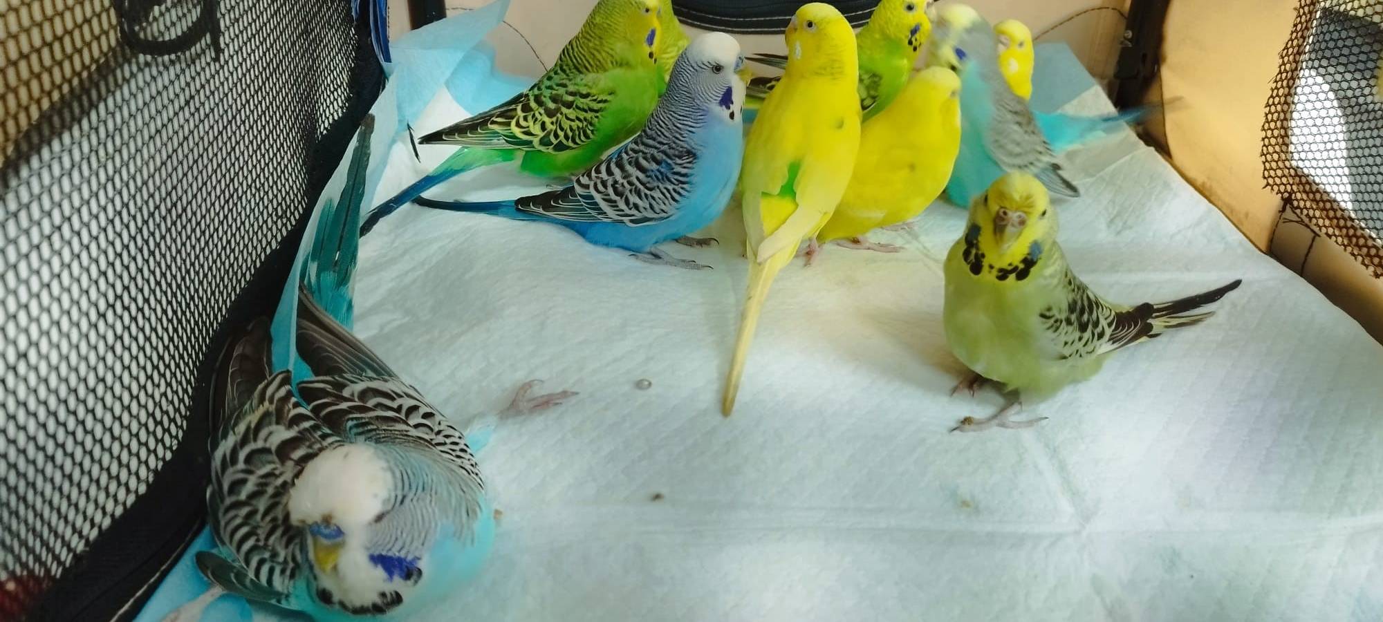 251 Tiere aus Messie-Haushalt in Kamp-Lintfort gerettet