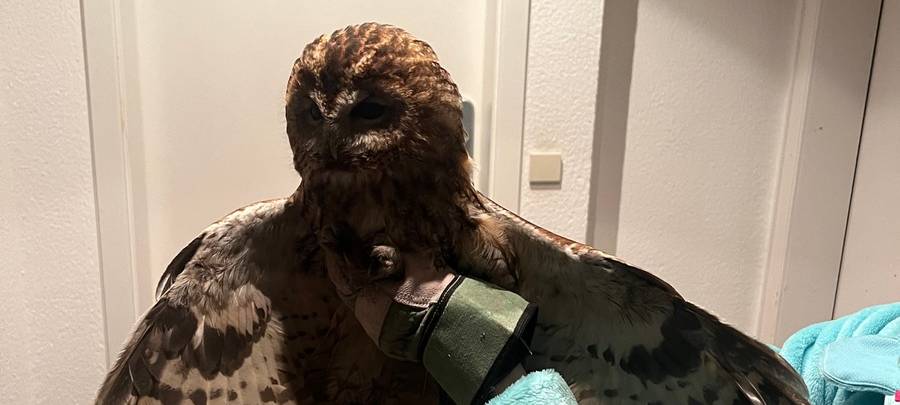 Feuerwehr befreit zwei Wildkäuze aus Kamin in Dinslaken