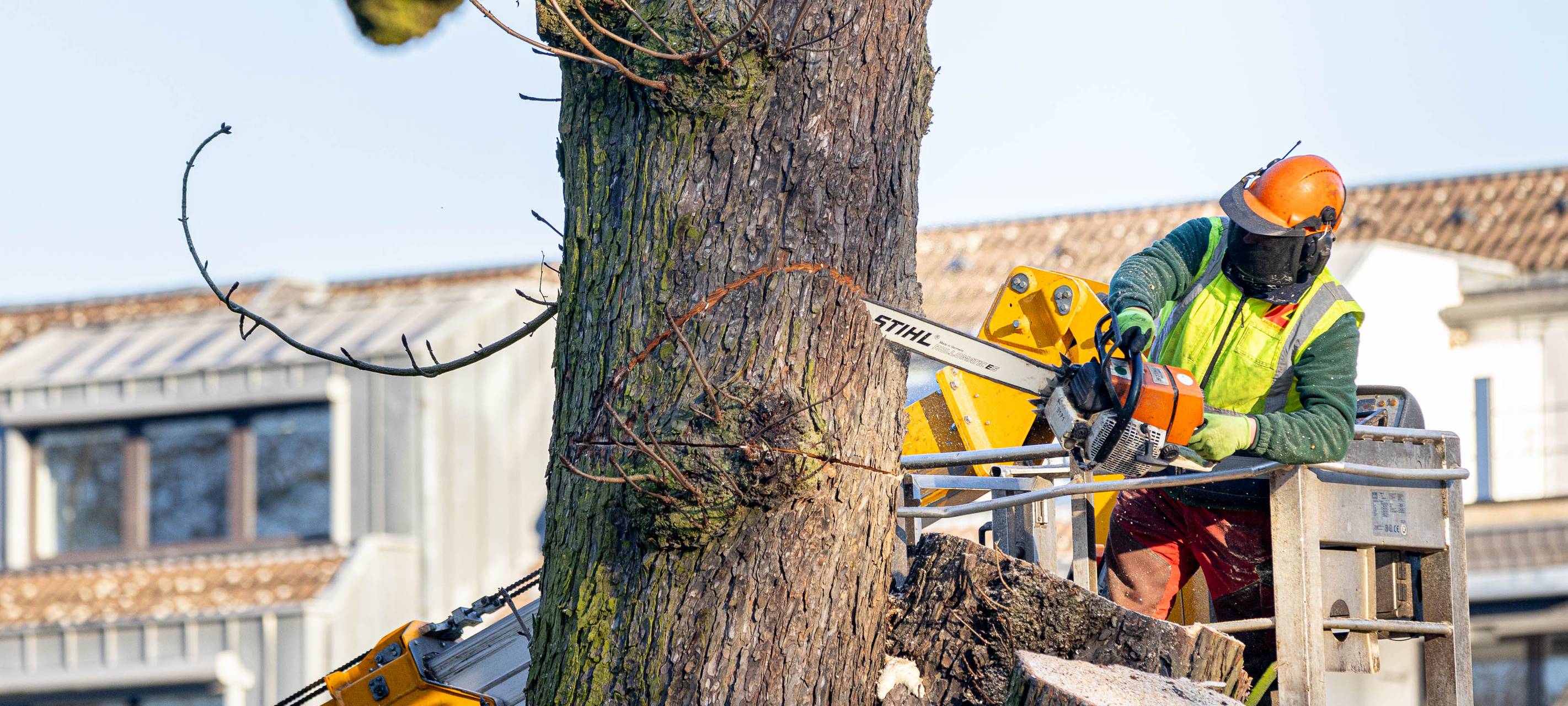 Moers: Streit um die Bäume im Schlosspark geht weiter