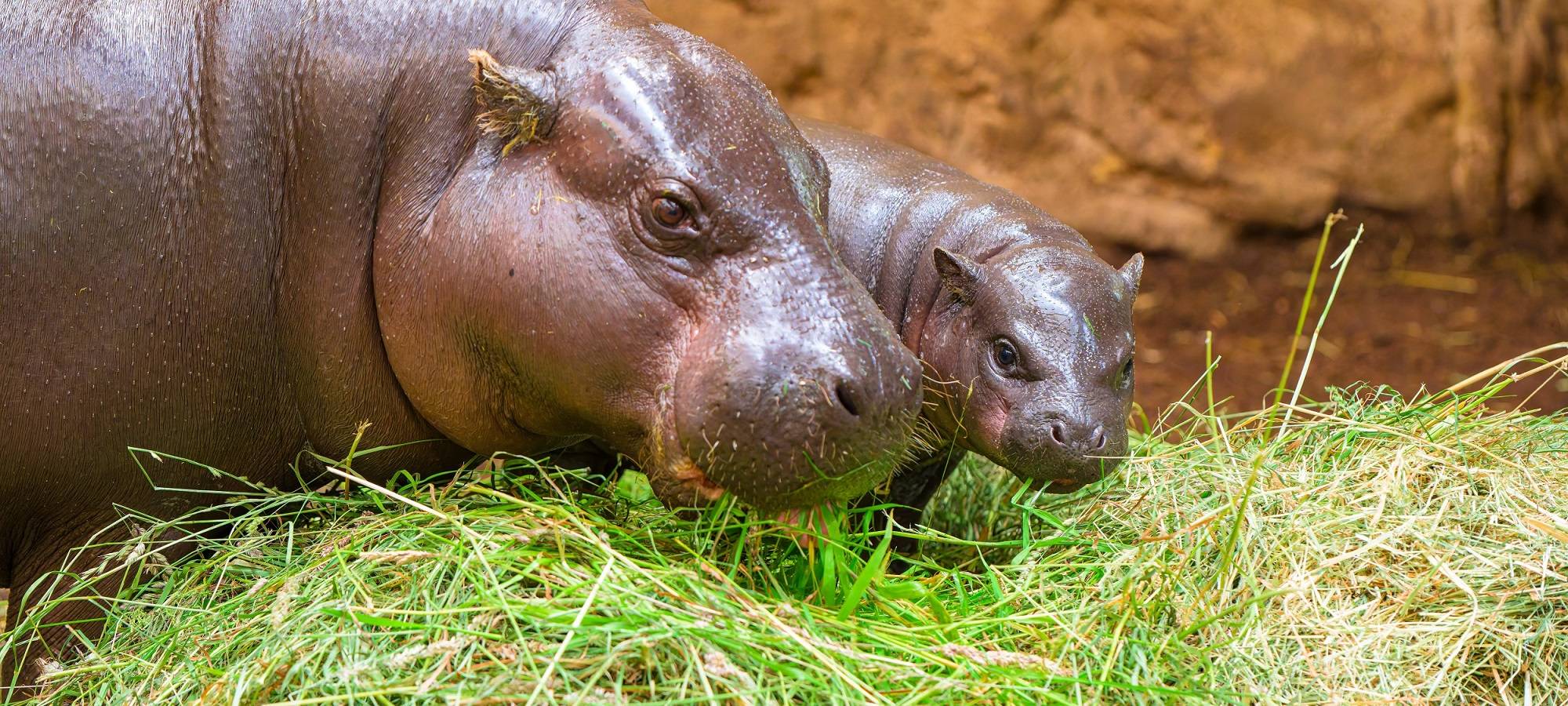 Zwergflusspferde im Duisburger Zoo bekommen ein neues Gehege