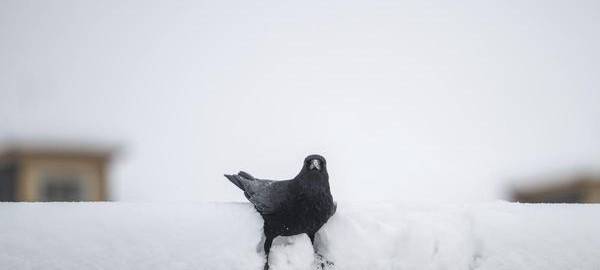 Krähenproblem jetzt auch in Neukirchen-Vluyn