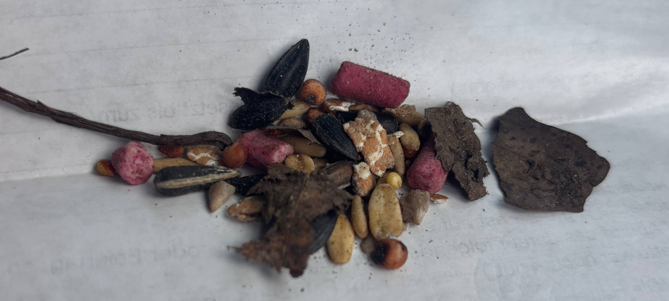 Illegal verstreutes Rattengift am Moerser Waldsee gefunden