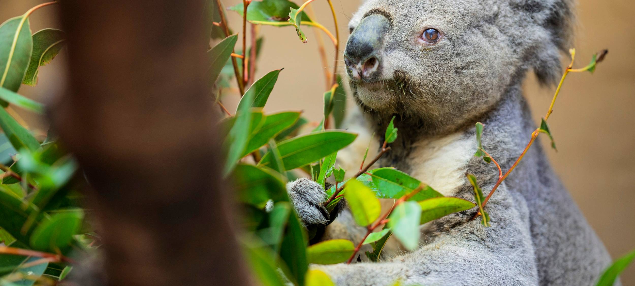 Ältester Koala Europas lebt im Duisburger Zoo
