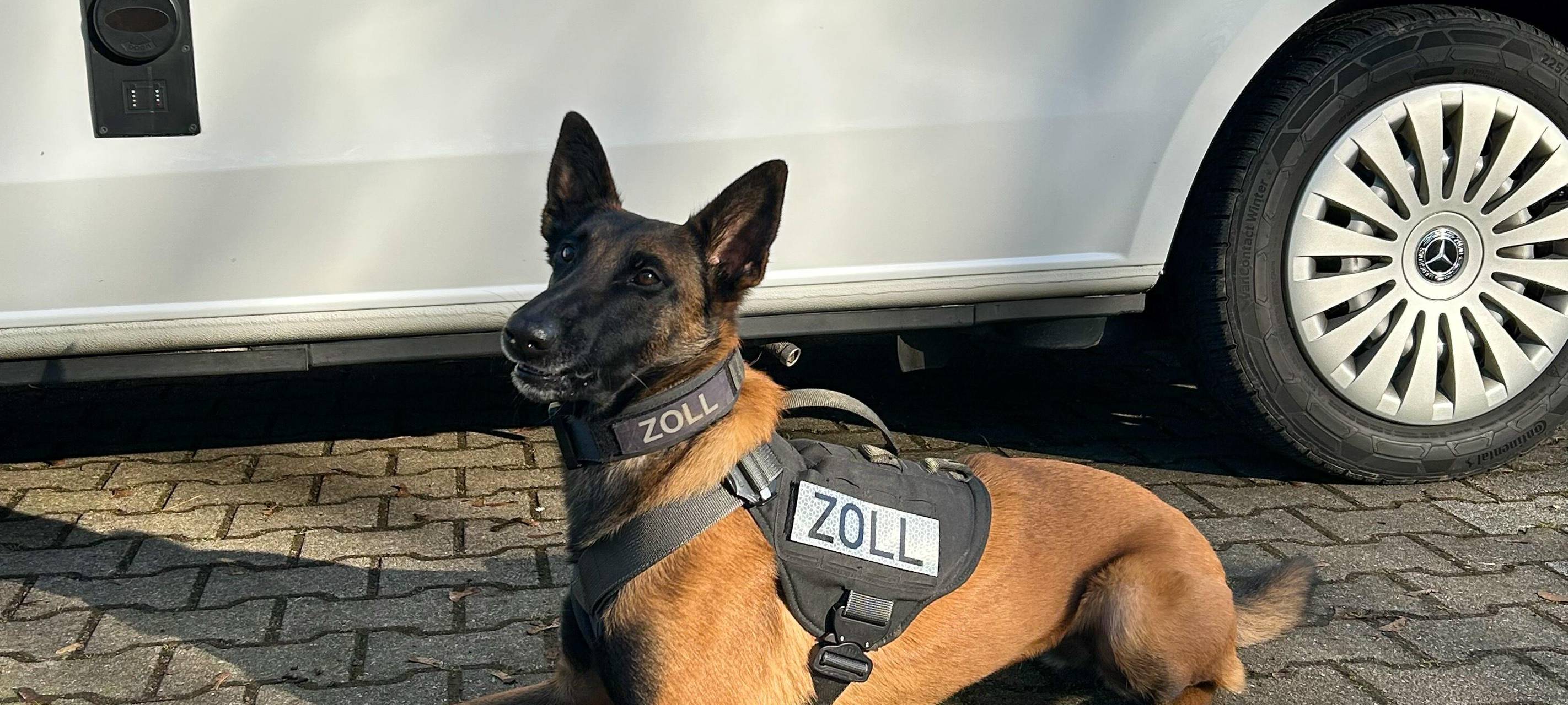 Krefelder Zoll gibt 20.000 Cannabissamen zurück