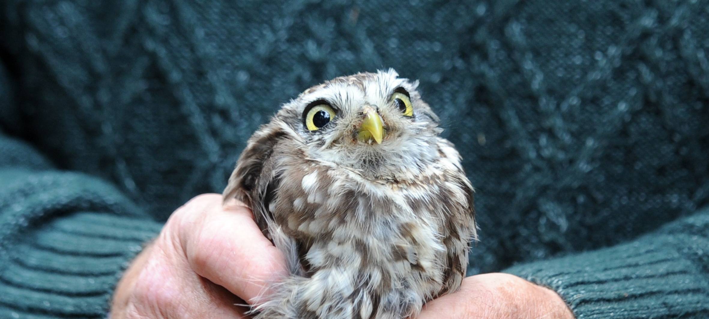 Über 160 Greifvögel in der Auffangstation in Wesel