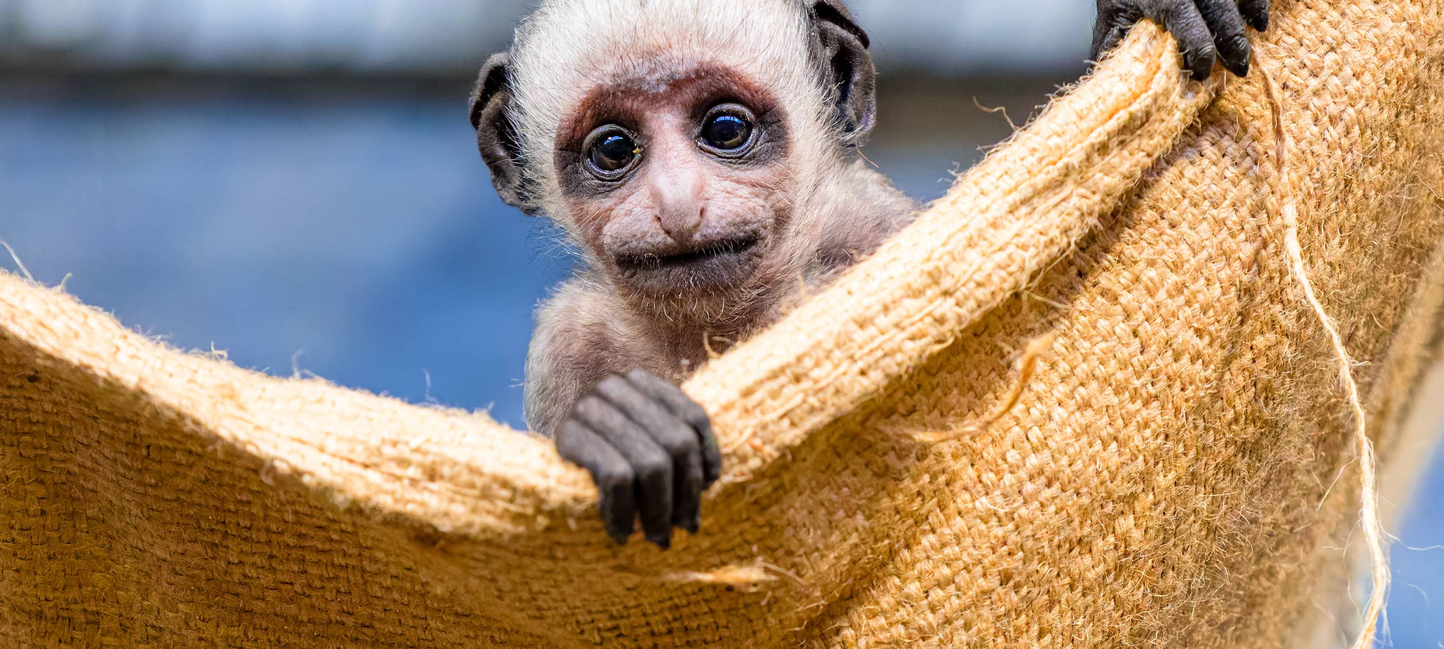 Seltener Affennachwuchs im Zoo Duisburg
