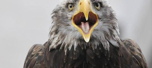 Seeadler-Nachwuchs auf Bislicher Insel